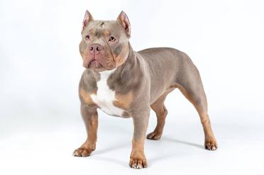 what breeds make a bully dog