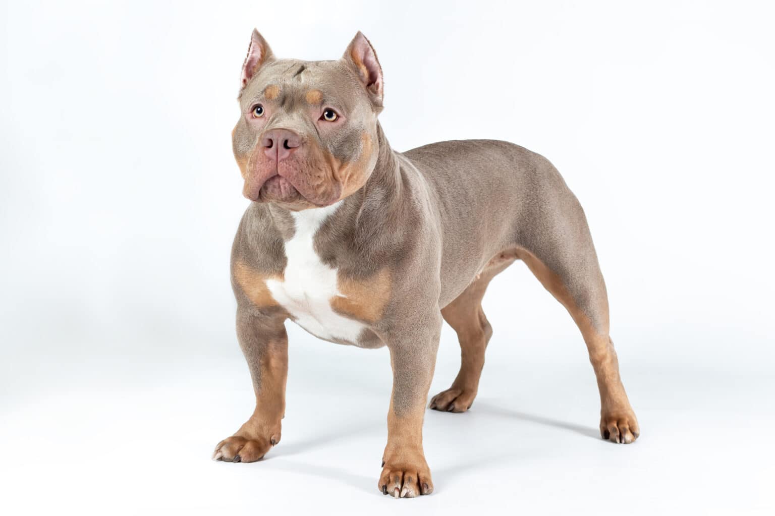 7 American Bully Skin Allergies (Problems) And Their Solutions - The ...