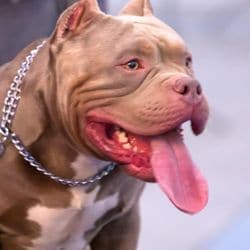 American bully 2024 food allergies