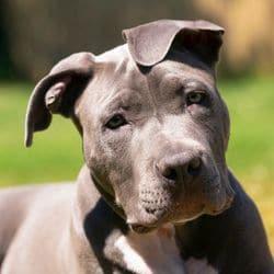 are american bully dogs legal in the uk