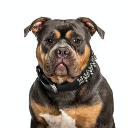 common health issues among american bully