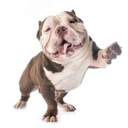 American Bully 7