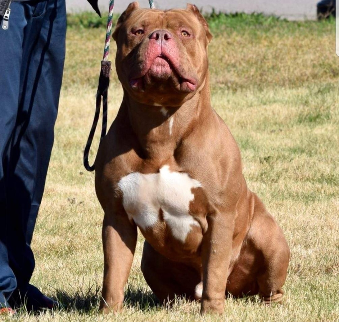 can a american bulldog and a german shepherd dog be friends