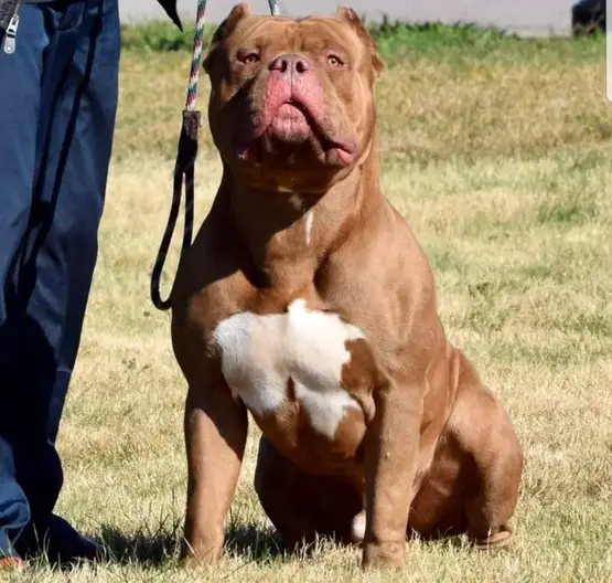 xl american bully