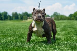 American Bully on a grass