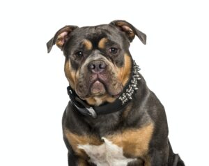 American Bully sitting against white background