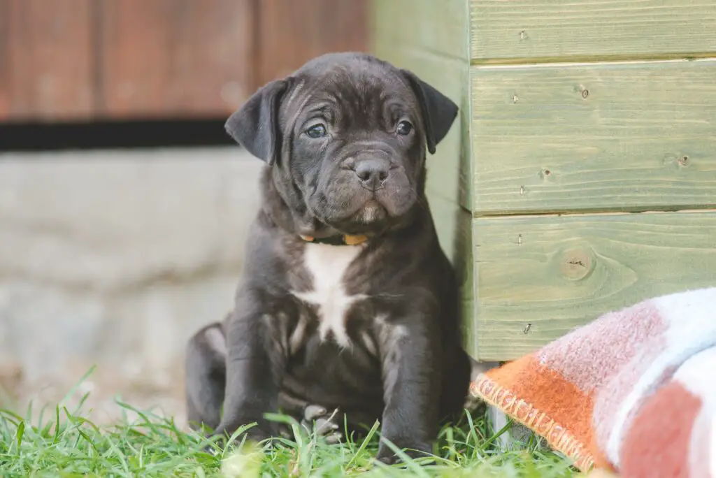 xl bully vs pit bull terrier