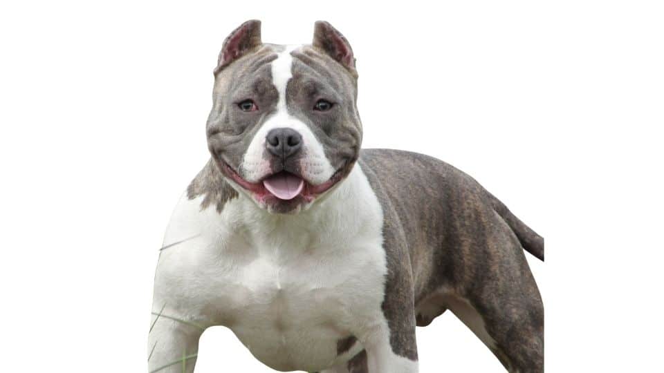 american bully how to breed