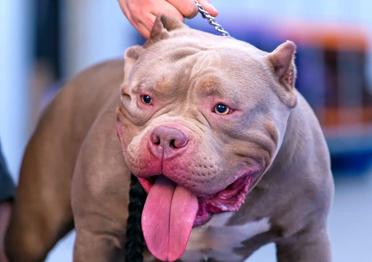 American Bully Breed: A Comprehensive Guide, by MyPetGuides