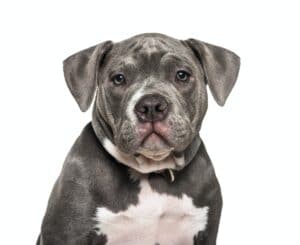 Young American Bully against white background