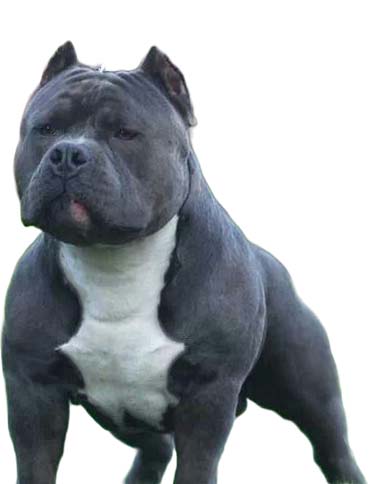 Blue American Bully: Breed Information You Should Know - The American Bully