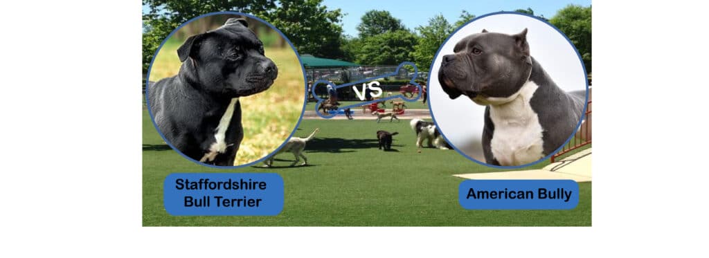 American Bully vs Staffordshire Bull Terrier: What Is The Difference