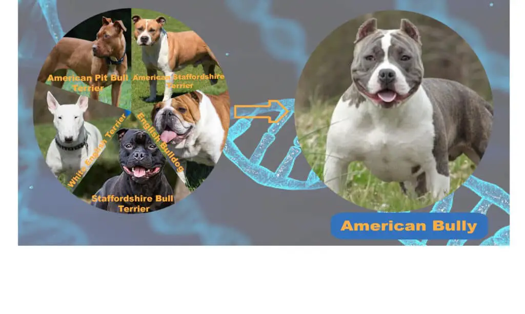What is American Bully Mixed With