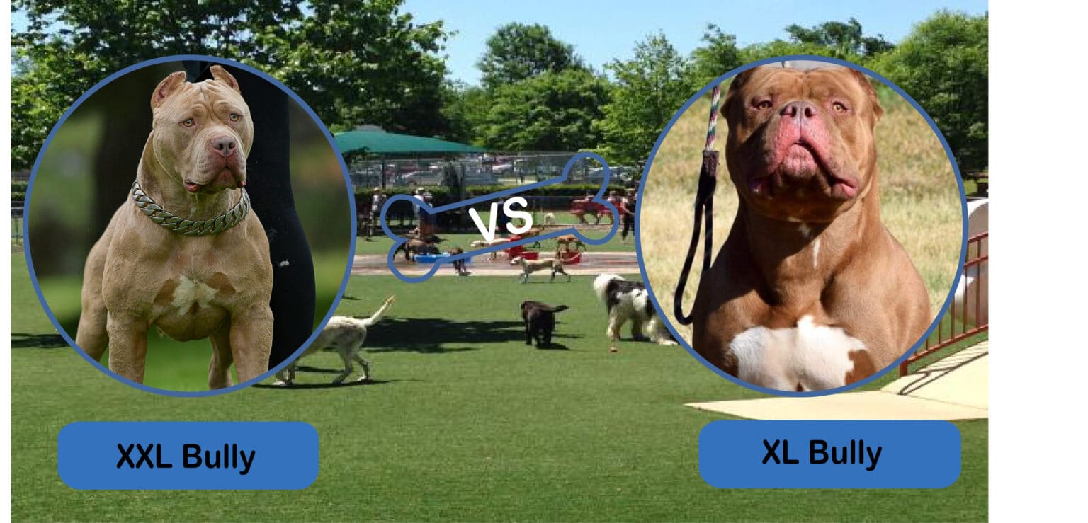 XXL Bully Vs. XL Bully What's The Difference The American Bully