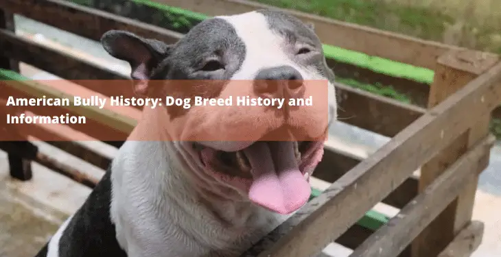 American Bully History