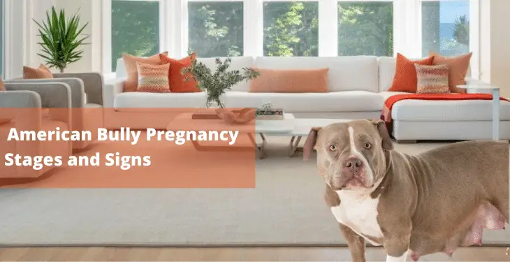 American-Bully-Pregnancy-Stages-and-Signs