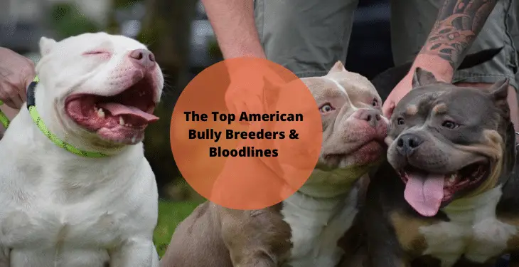 The Top American Bully Breeders & Bloodlines