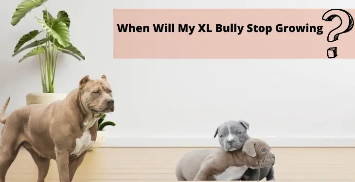 When Will My XL Bully Stop Growing - The American Bully