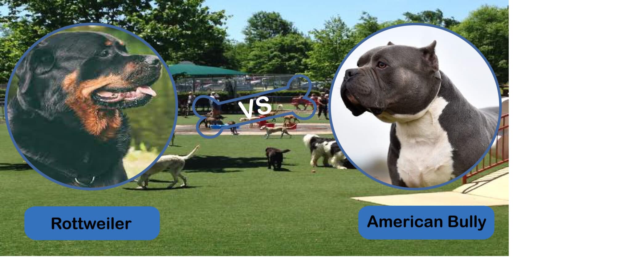 American Bully Vs. Rottweiler: Breed Guide - The American Bully