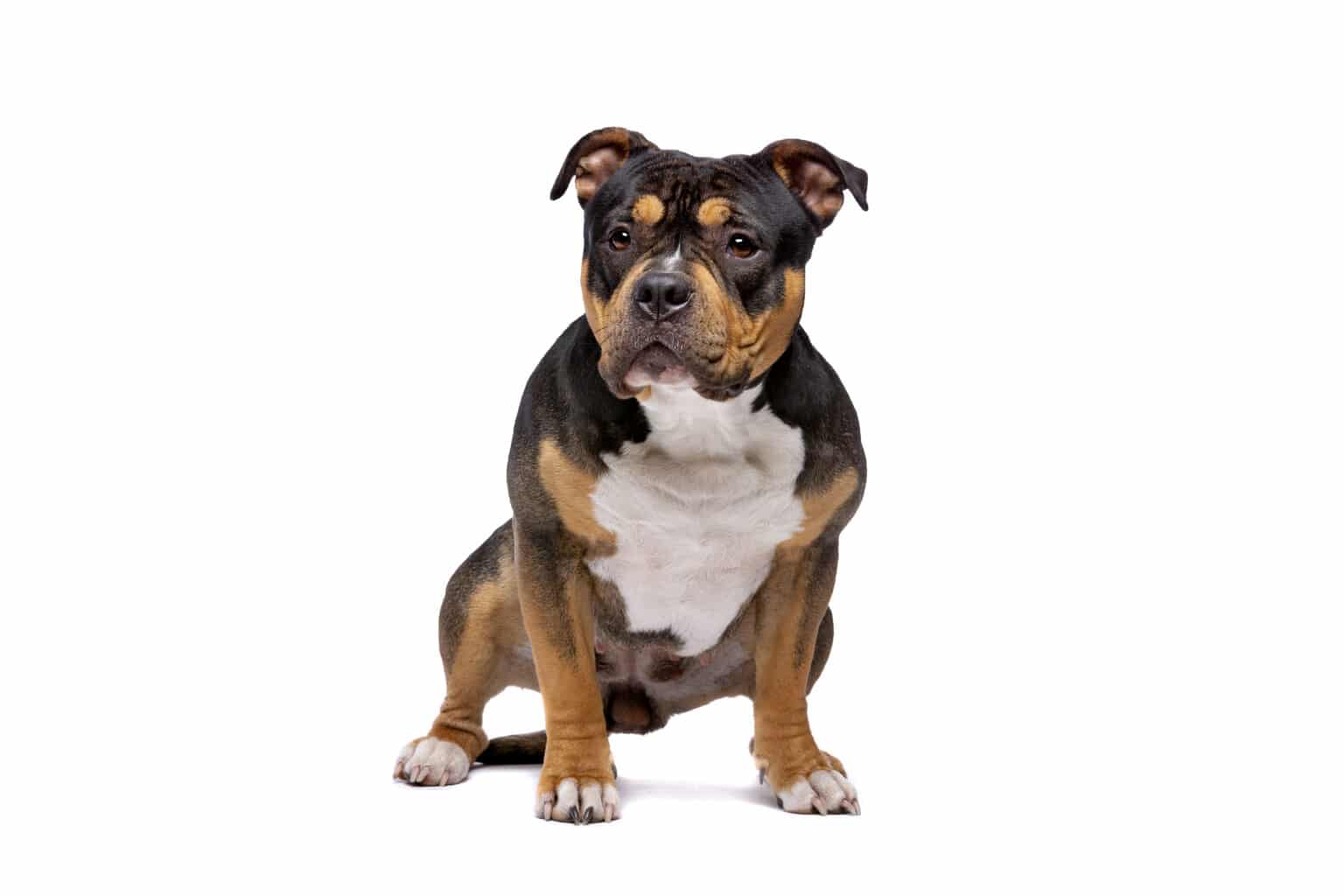 American Bully Pocket Vs Standard Bully What's The Difference The