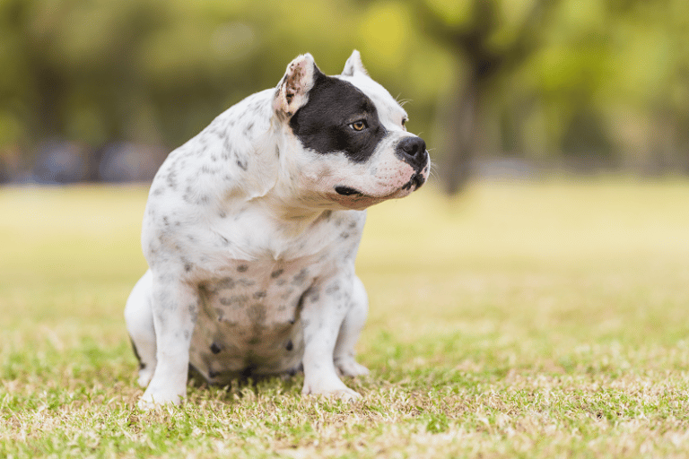 Micro Bully Vs. Pocket Bully What's The Difference The American Bully