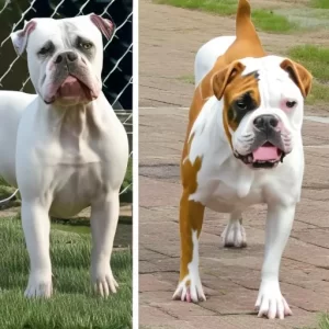 american bulldog and american bully